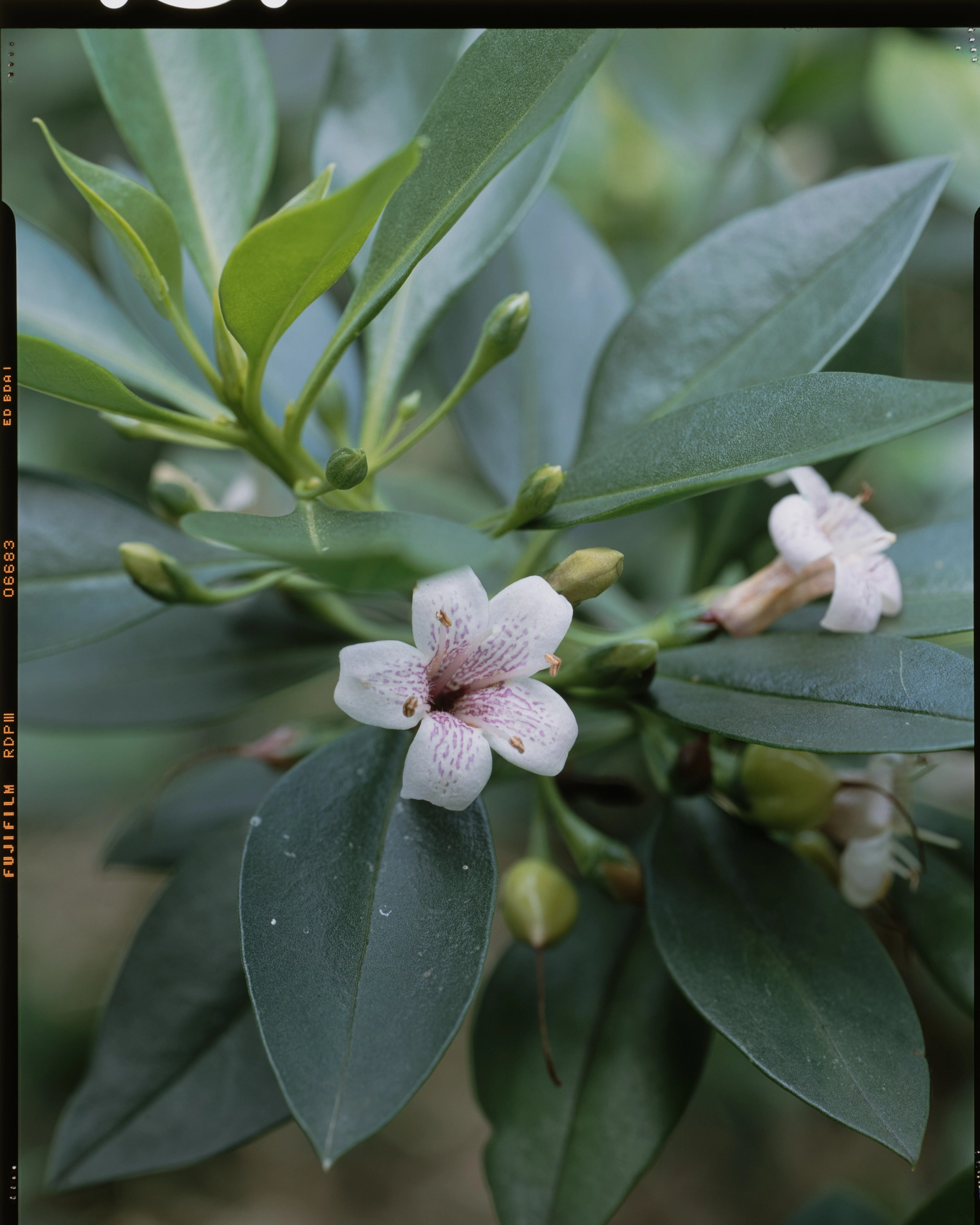 Myoporum bontioides